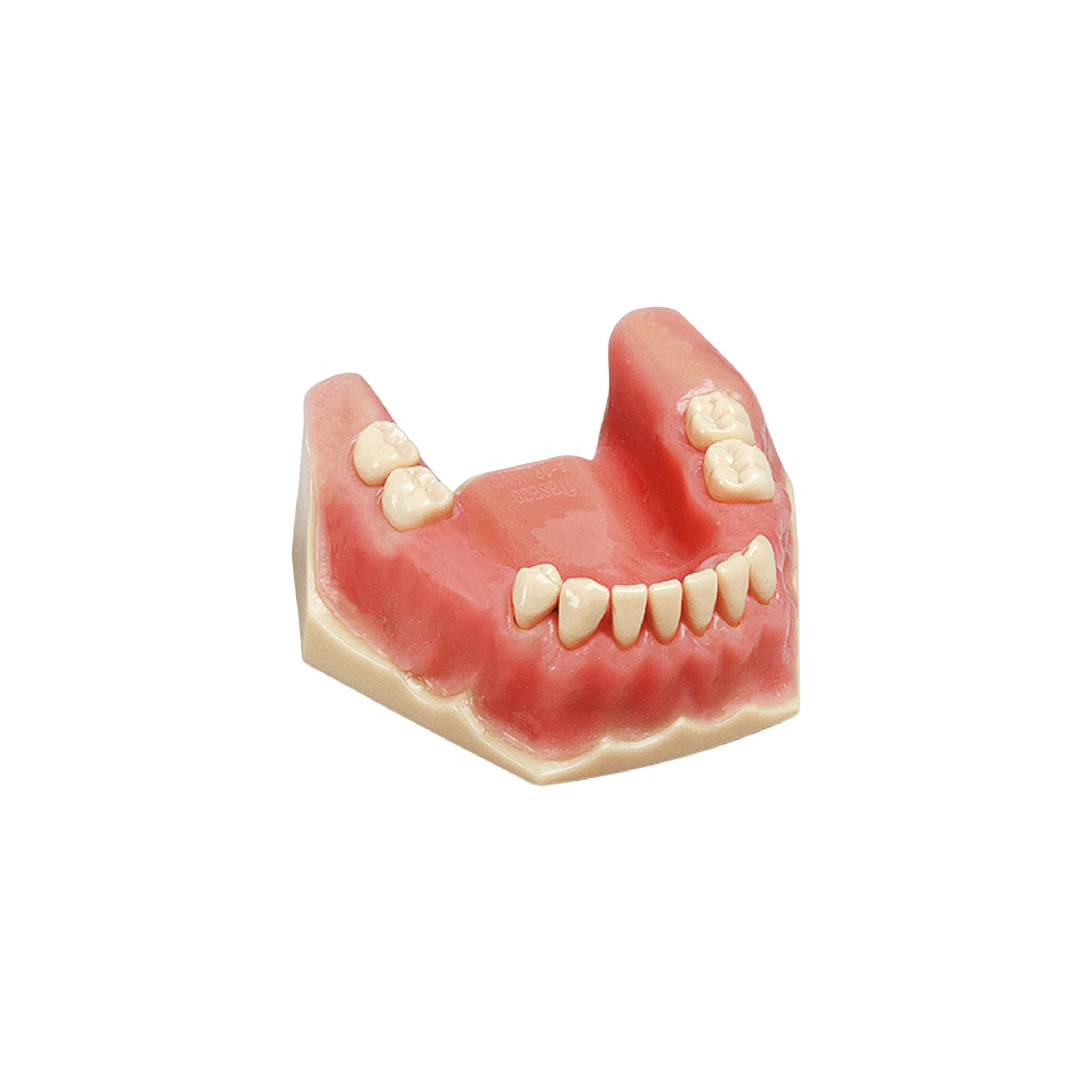 Zahnmodell Oralchirugrie <br> A-OP UK