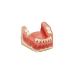 Zahnmodell Oralchirugrie <br> A-OP UK