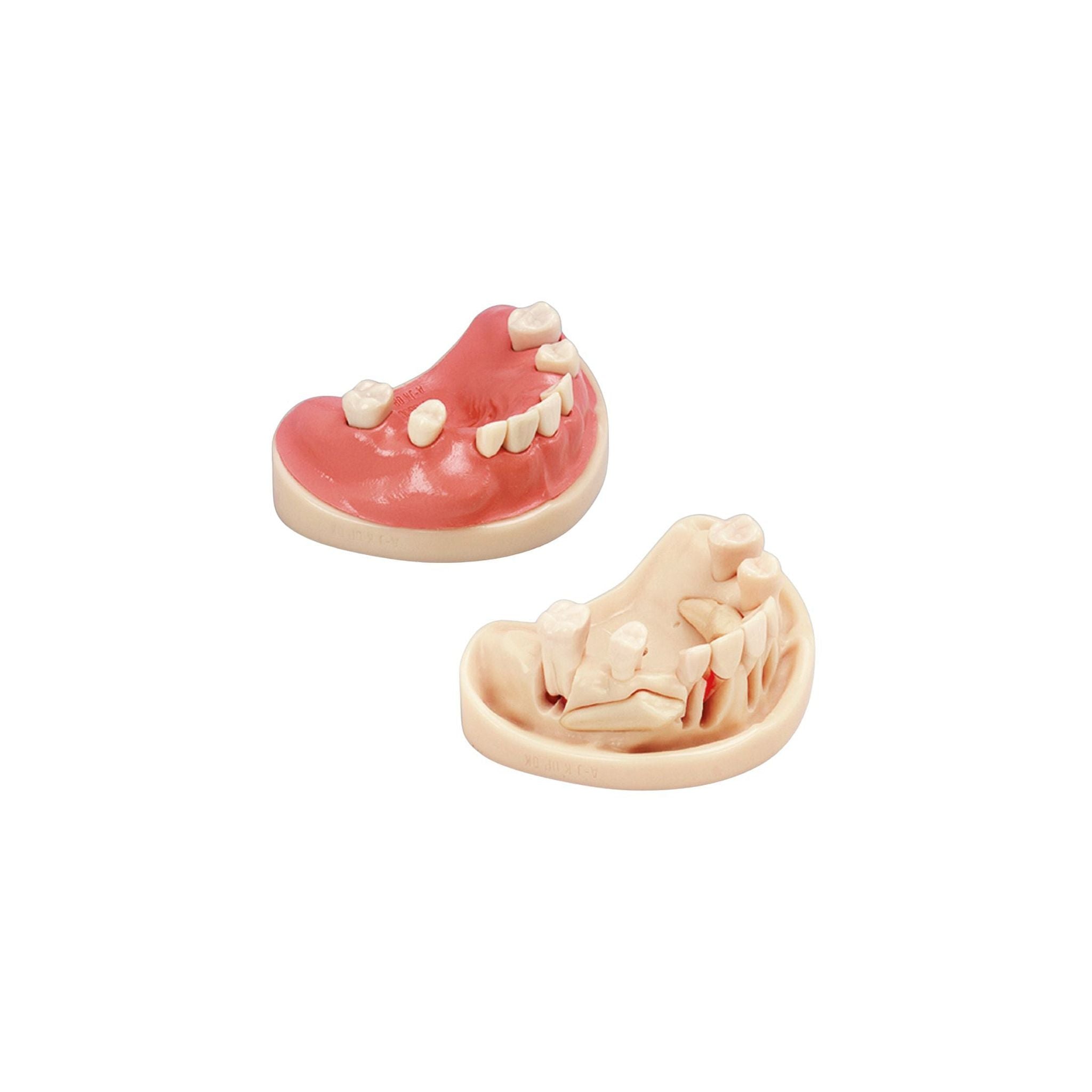 Surgery training model<br> AJ OP | frasaco