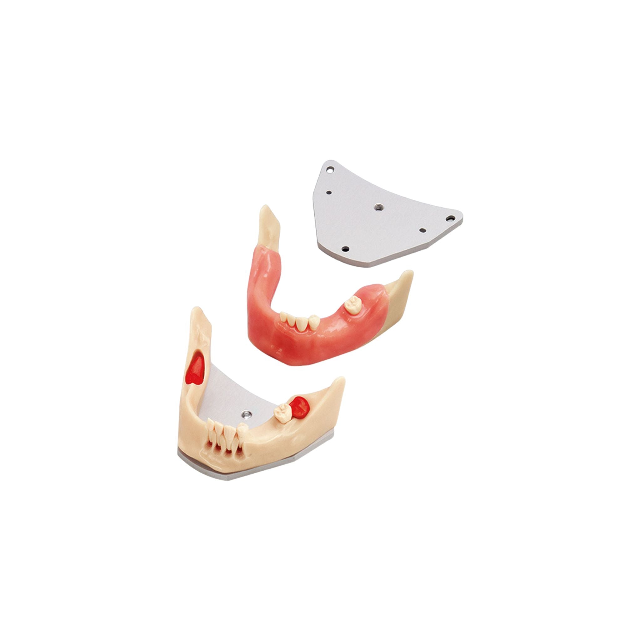 Chirurgie-Trainingsmodell <br> A-J OP | frasaco