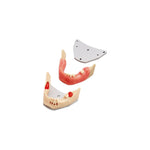 Surgery training model<br> AJ OP | frasaco