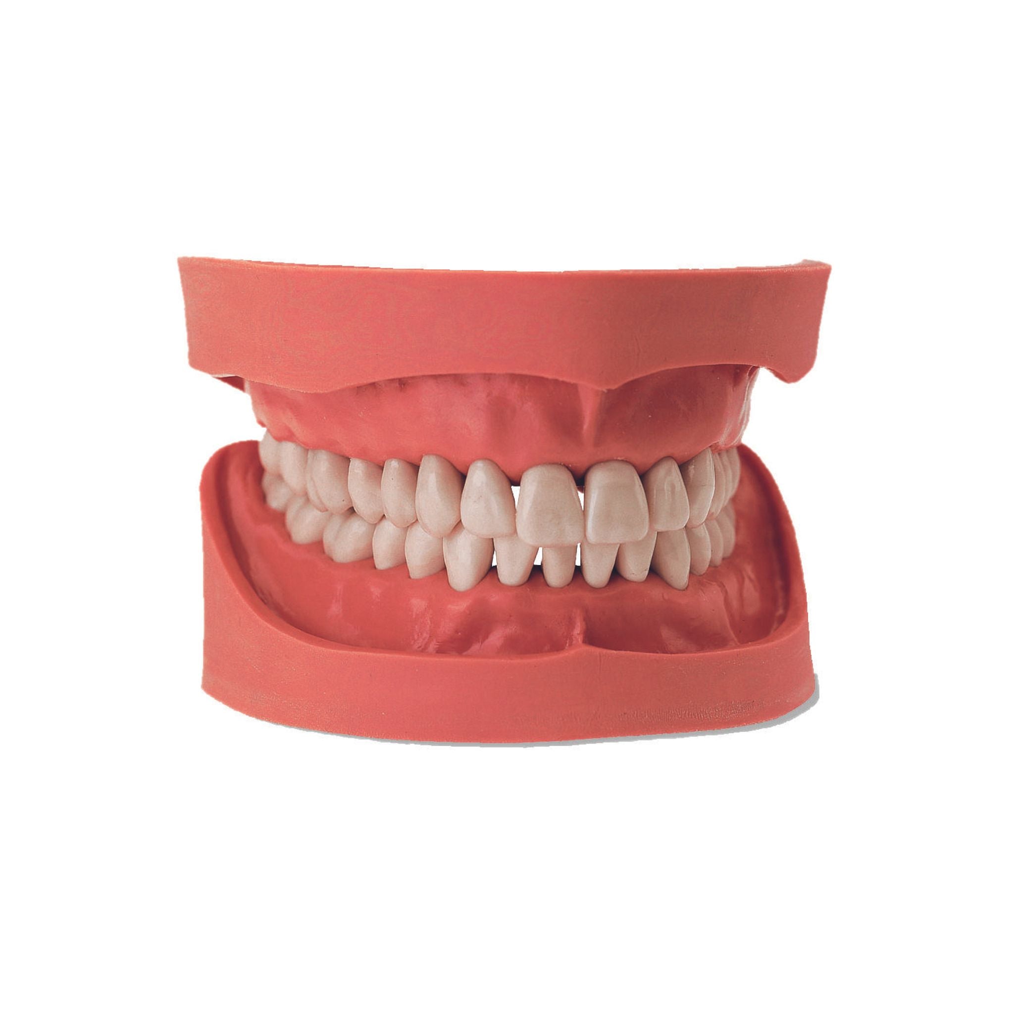 Dental models<br> Simulator models<br> KaVo