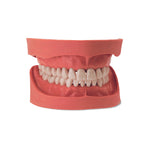 Dental models<br> Simulator models<br> KaVo