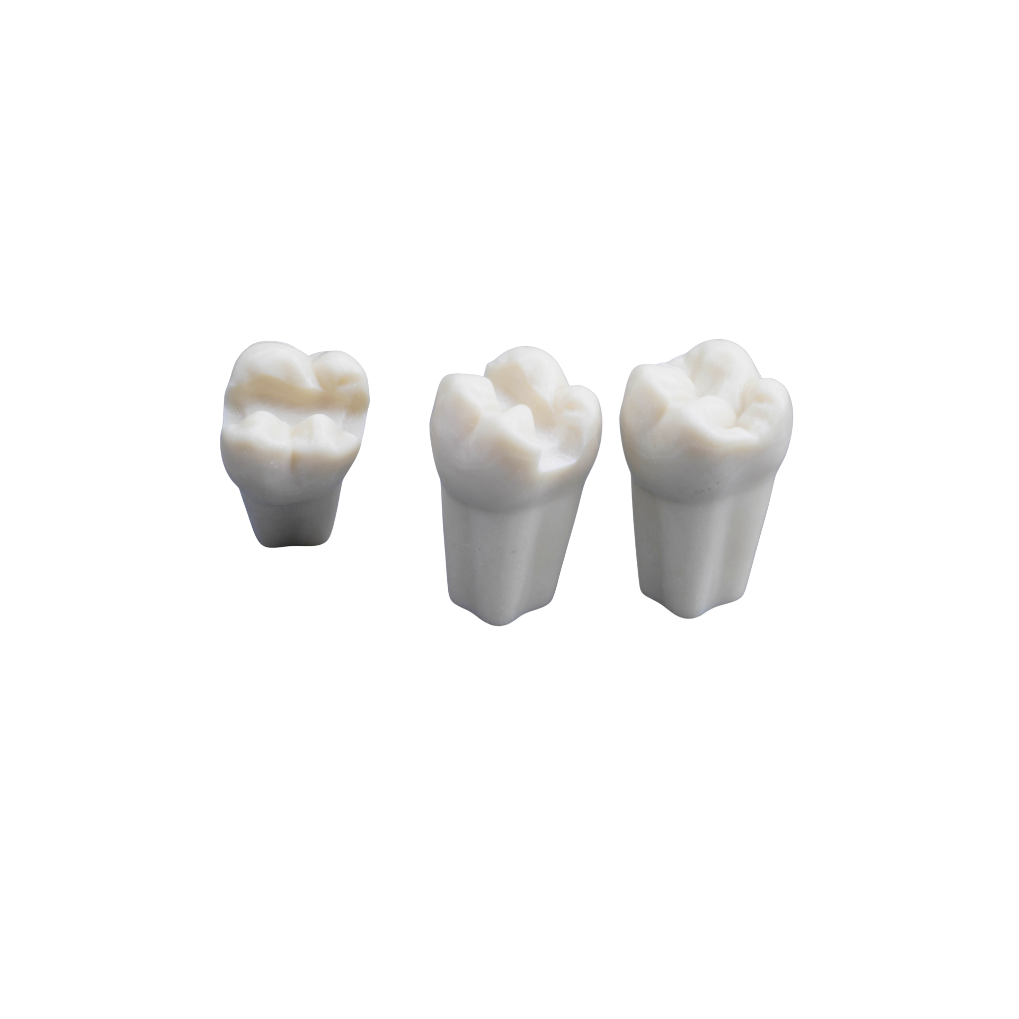 Prepared model tooth<br> ANA-4 ZP99-001