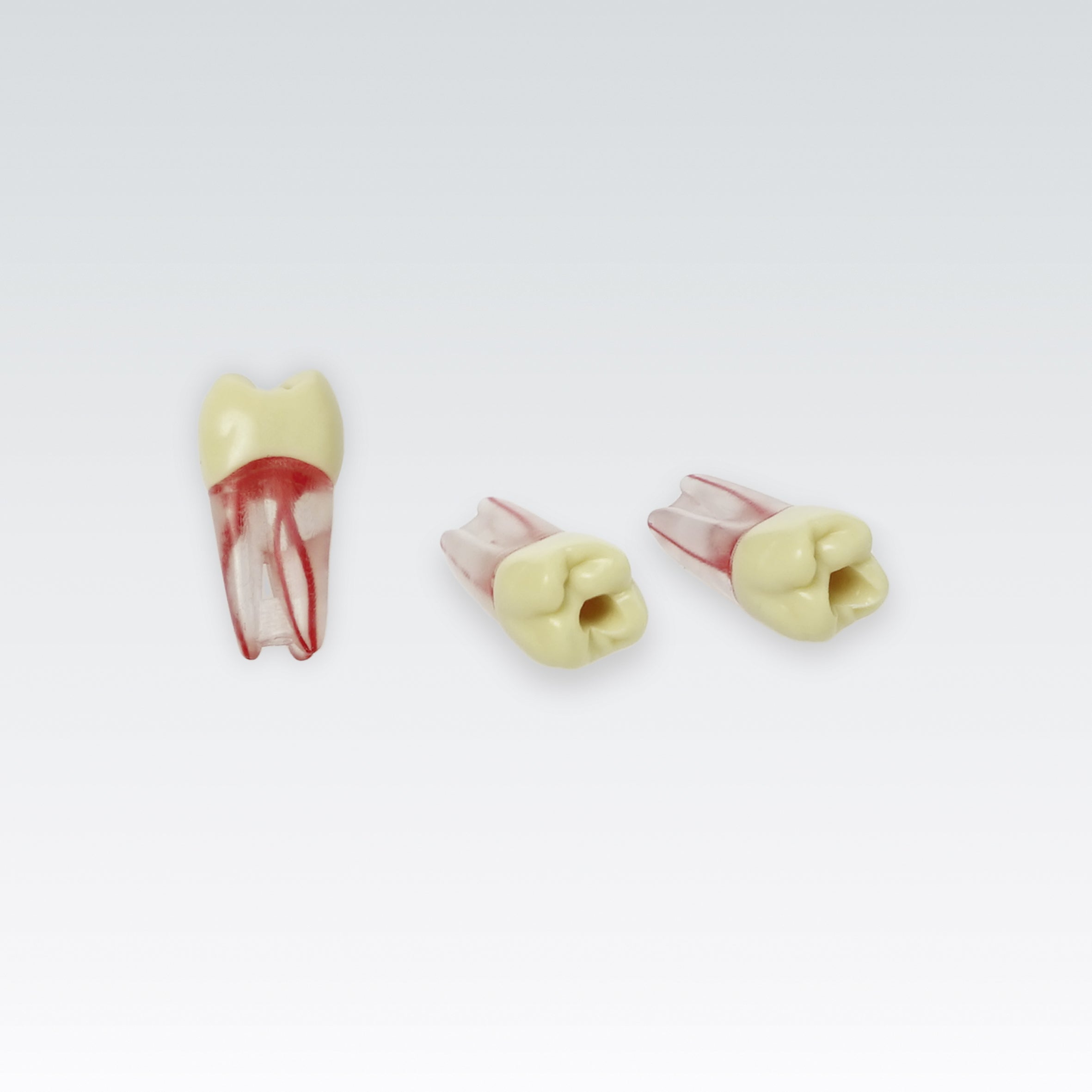Endodontie-Zähne mit transparenten Wurzeln <br> ZPUKN | ANA-4