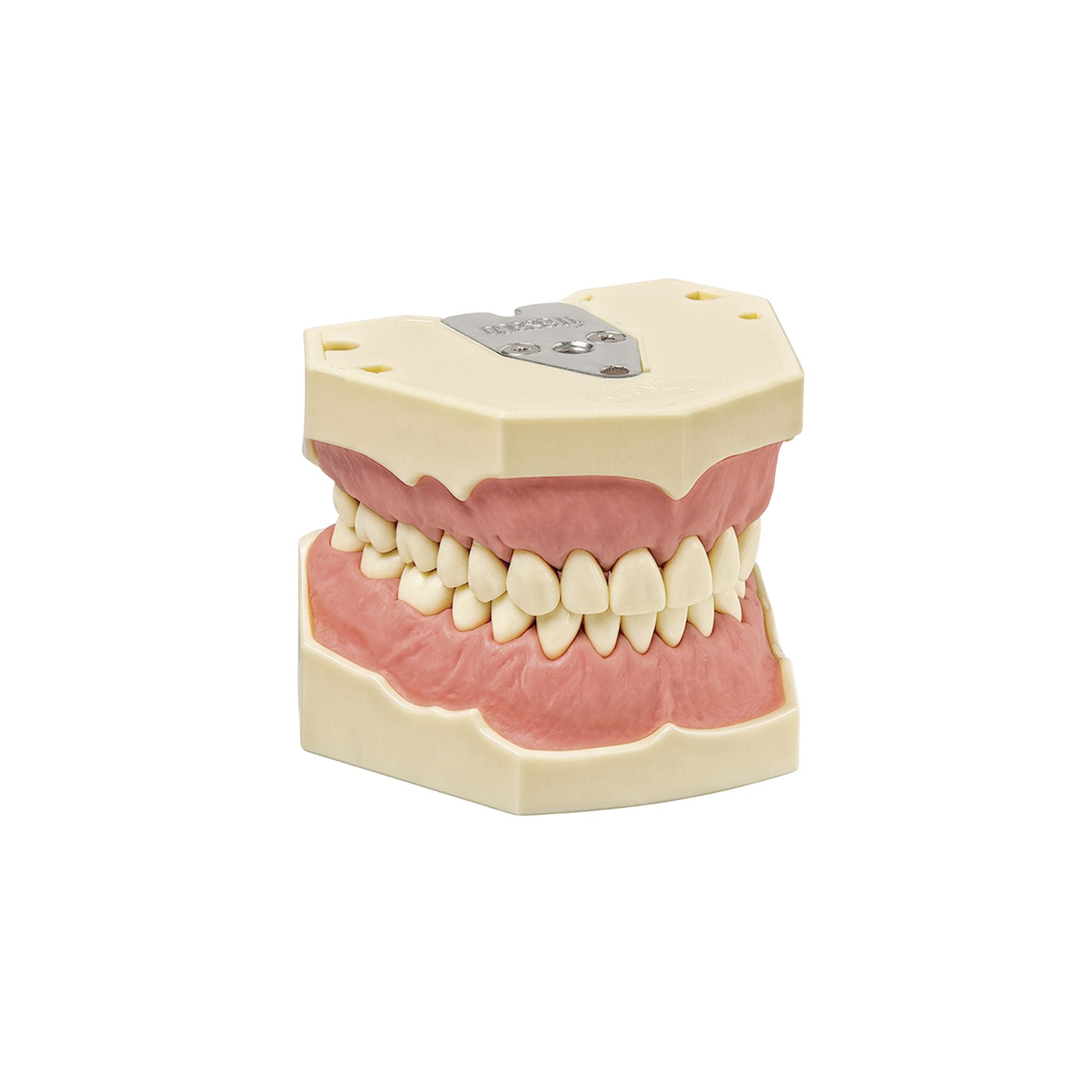 Dentalhygiene Modell AG-3 H <br> Frasaco