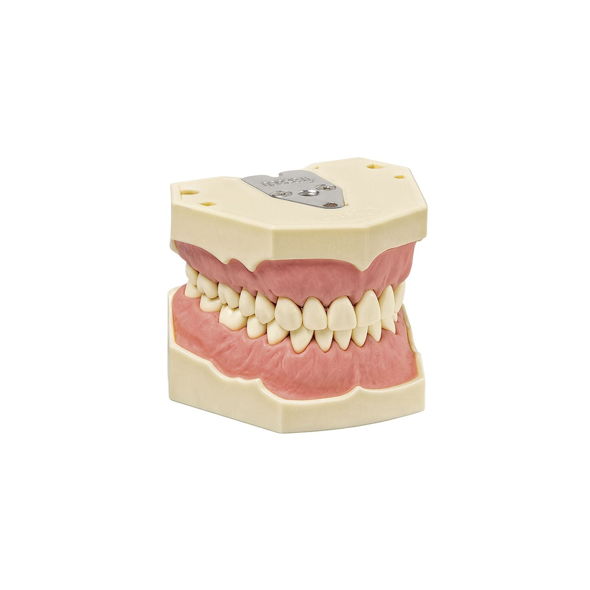 Dentalhygiene Modell AG-3 H <br> Frasaco