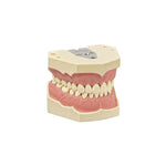 Dentalhygiene Modell AG-3 H <br> Frasaco