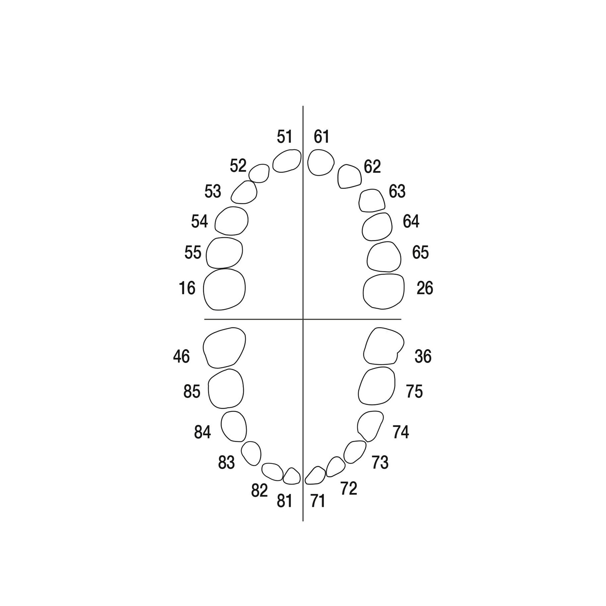Milchzähne <br> AK-6/2 ZE