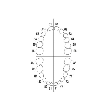 Milchzähne <br> AK-6/2 ZE