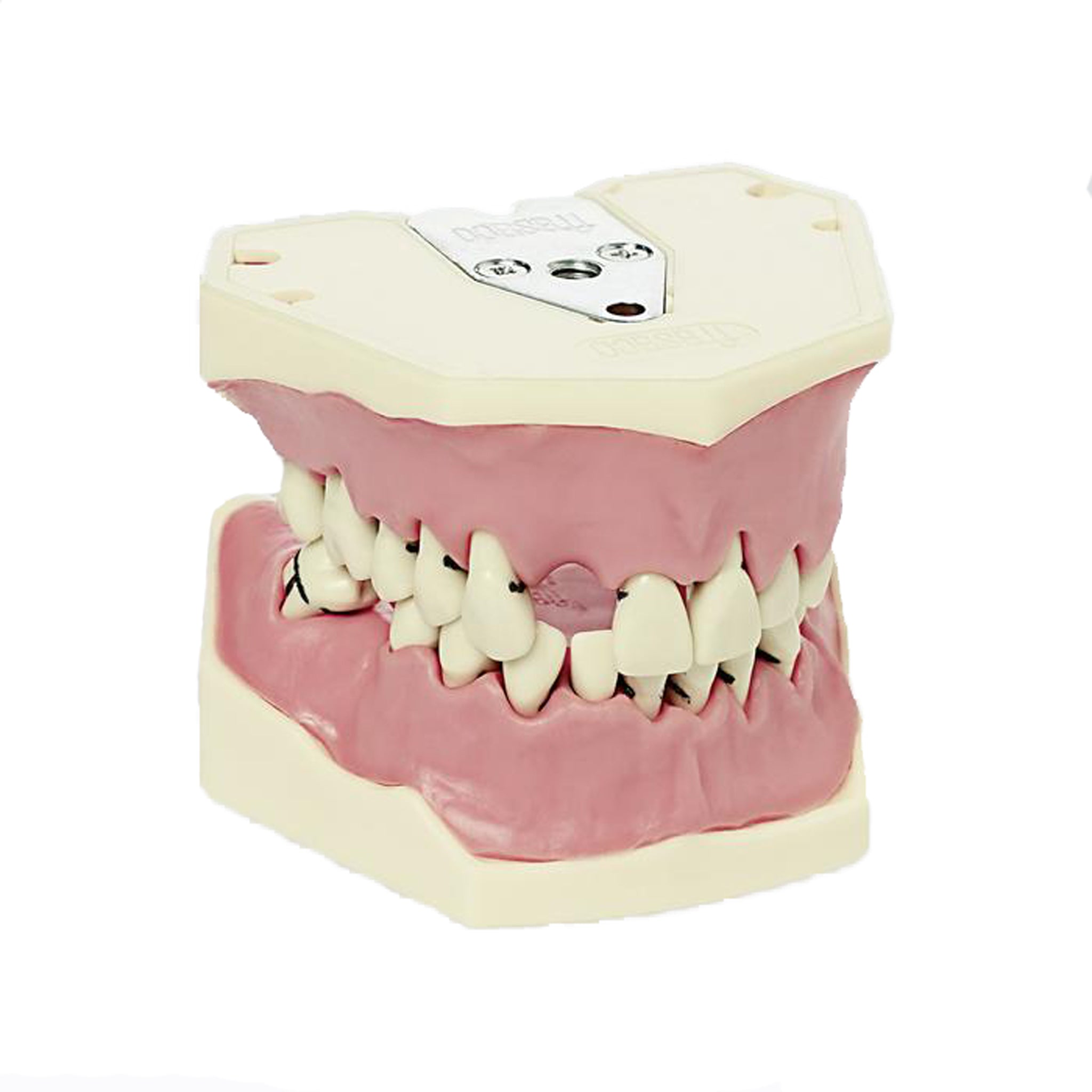 Dental models Periodontology<br> A-PB | A-PB OC | A-PZ