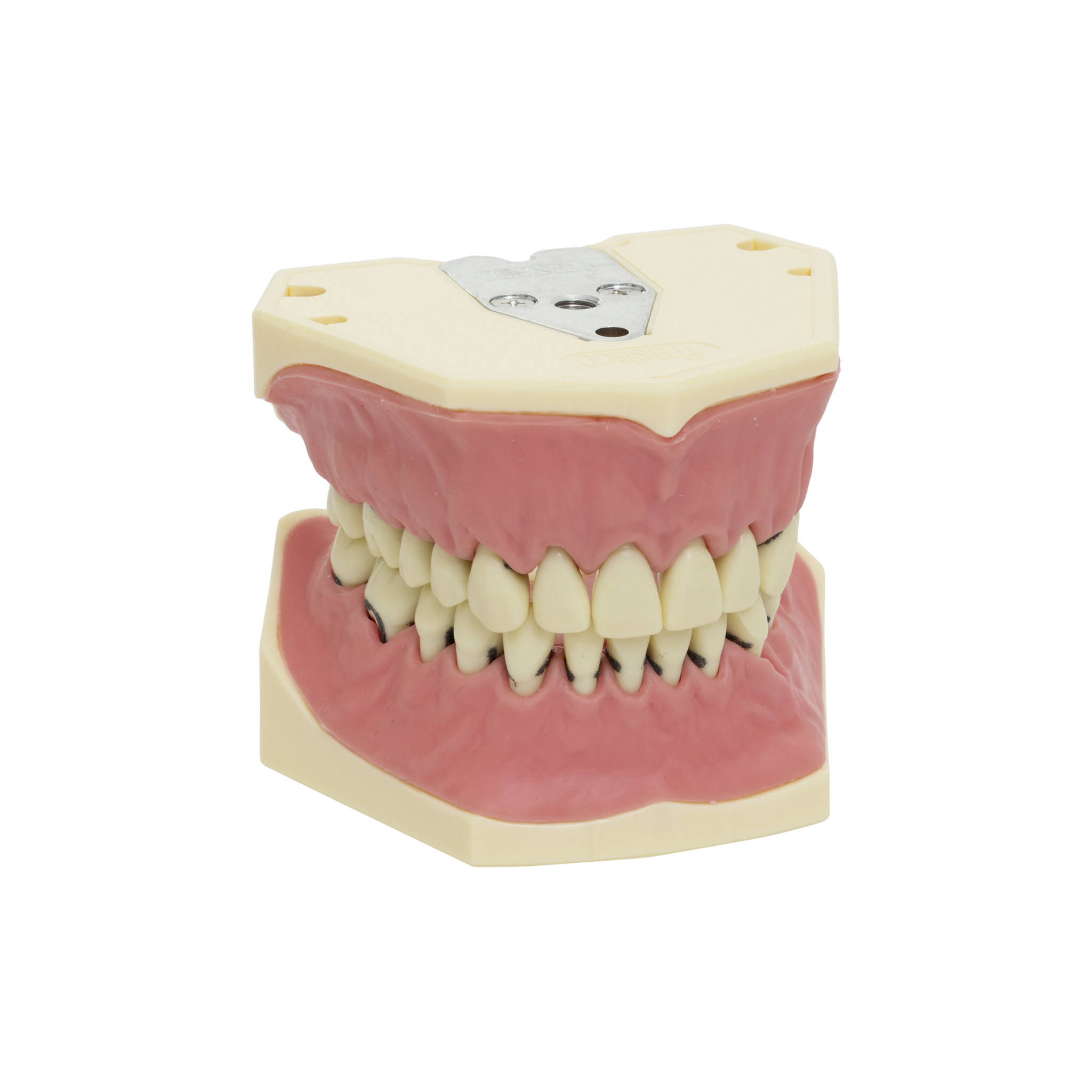 Dental models<br> Frasaco/KaVo<br> Rent