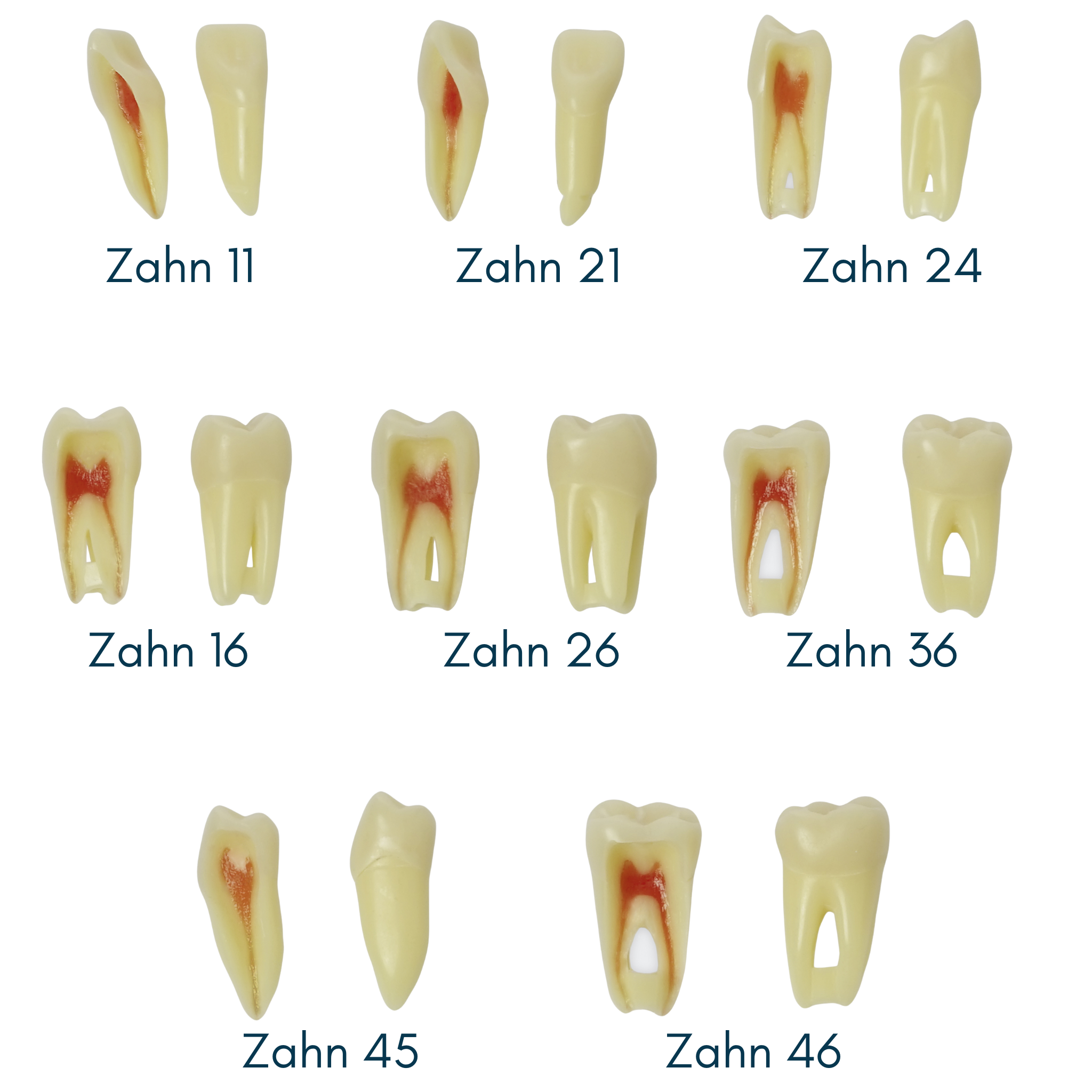 EndodontieZähne mit anatomischen Wurzeln Z3RN