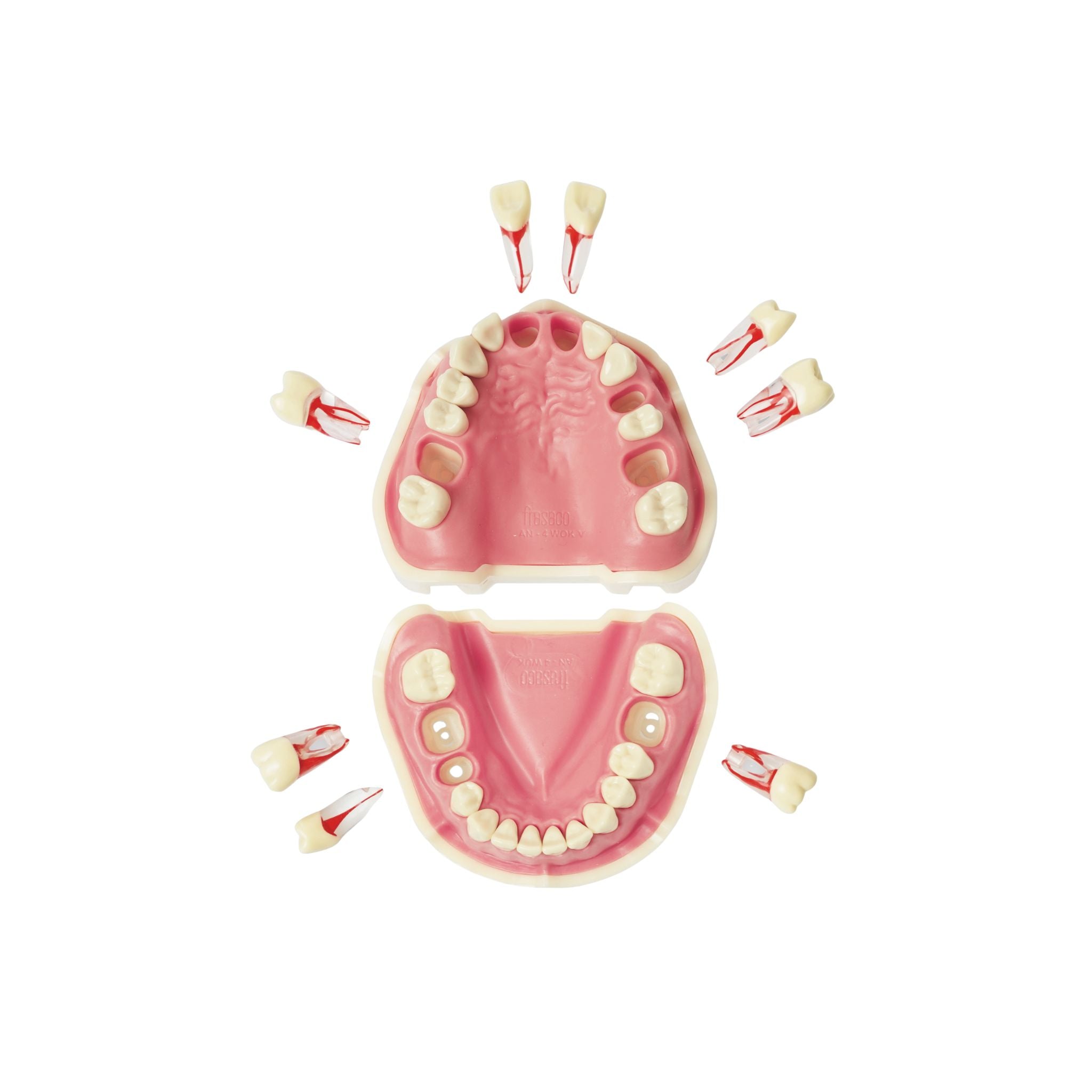 Endodontie-Modell <br> ANA-4 VEM 903