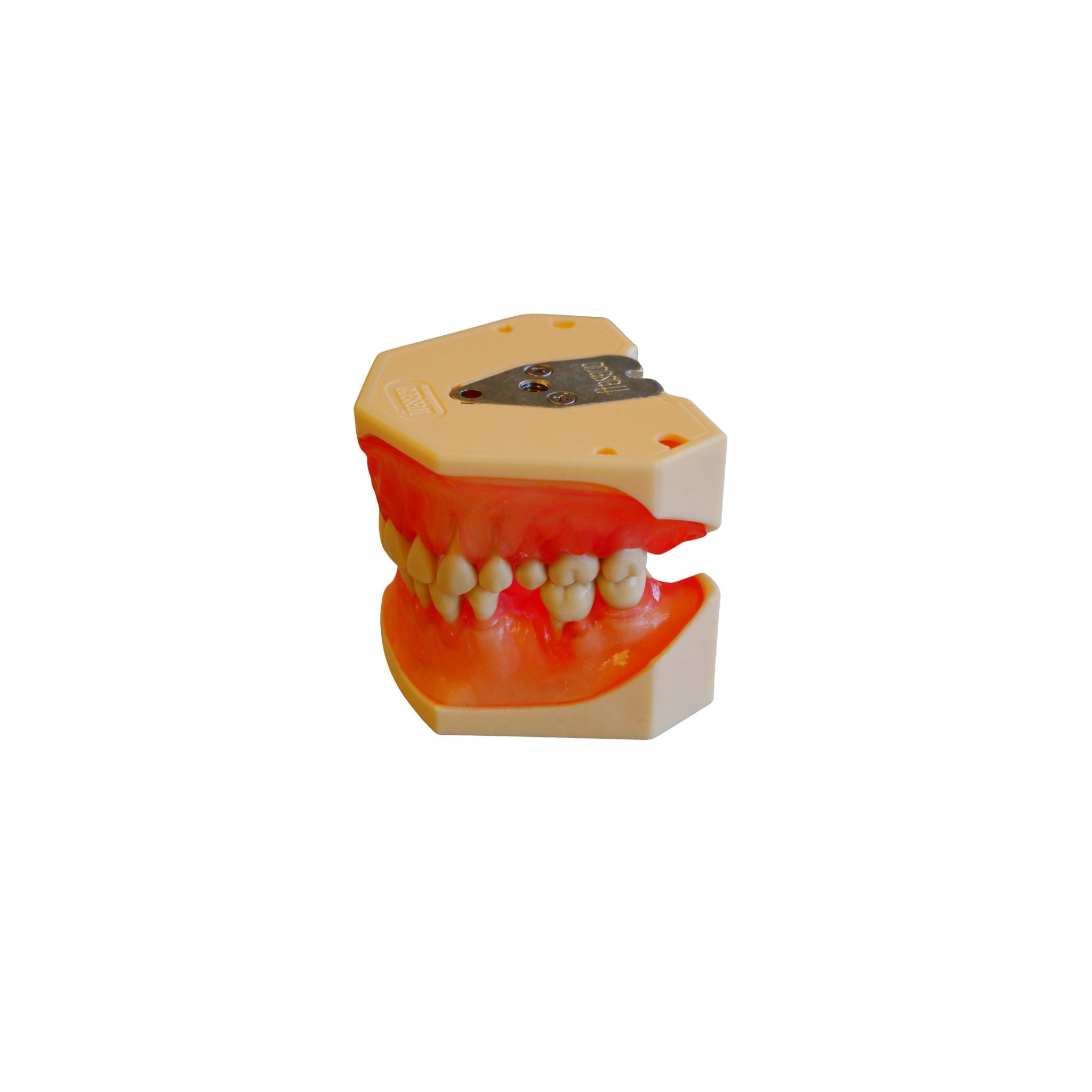 Zahnmodell <br> Parodontologie | mit rosa-transparenter Gingiva | A-PZ OC KR