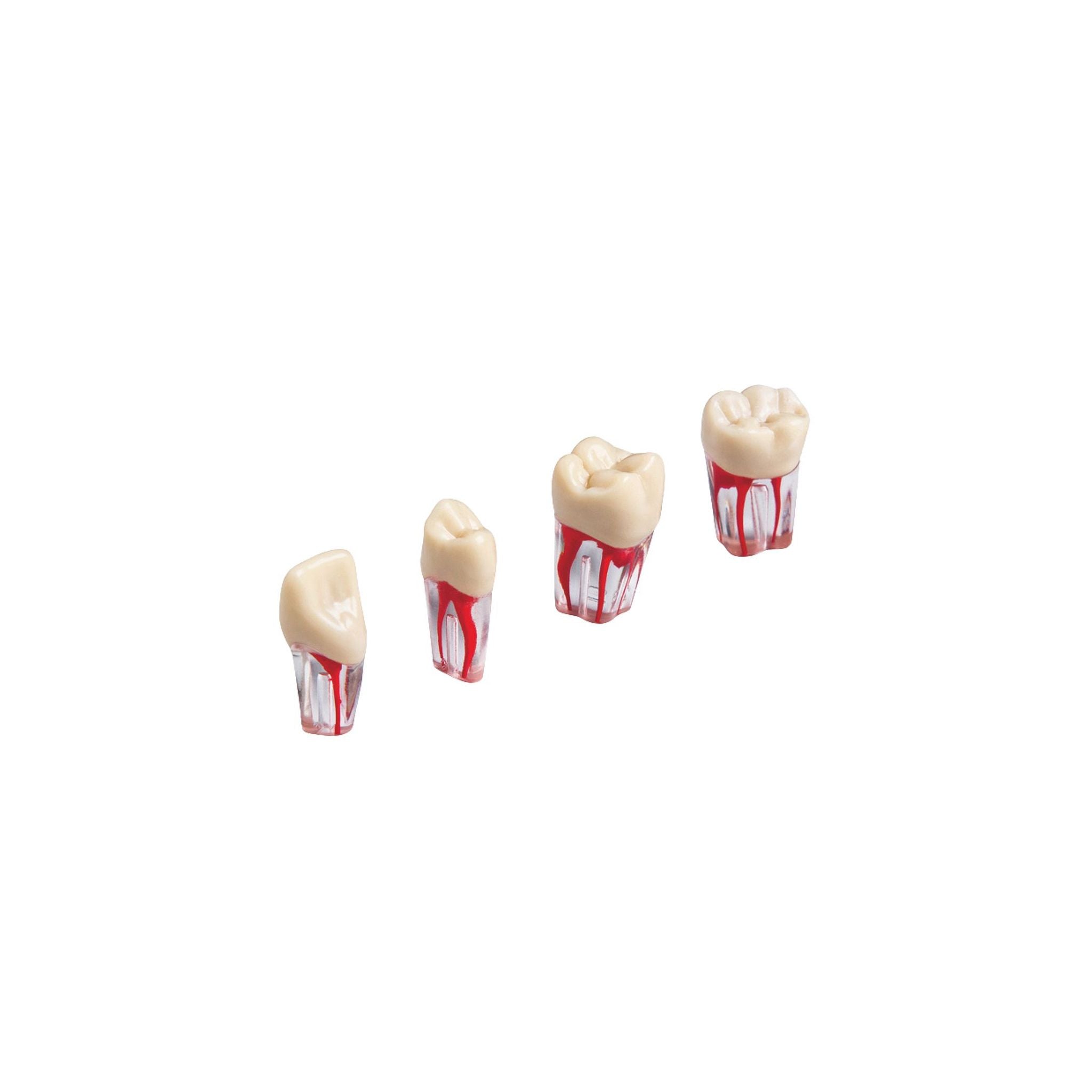 Endodontie-Zähne mit transparenten Wurzeln <br> ZPUK 300