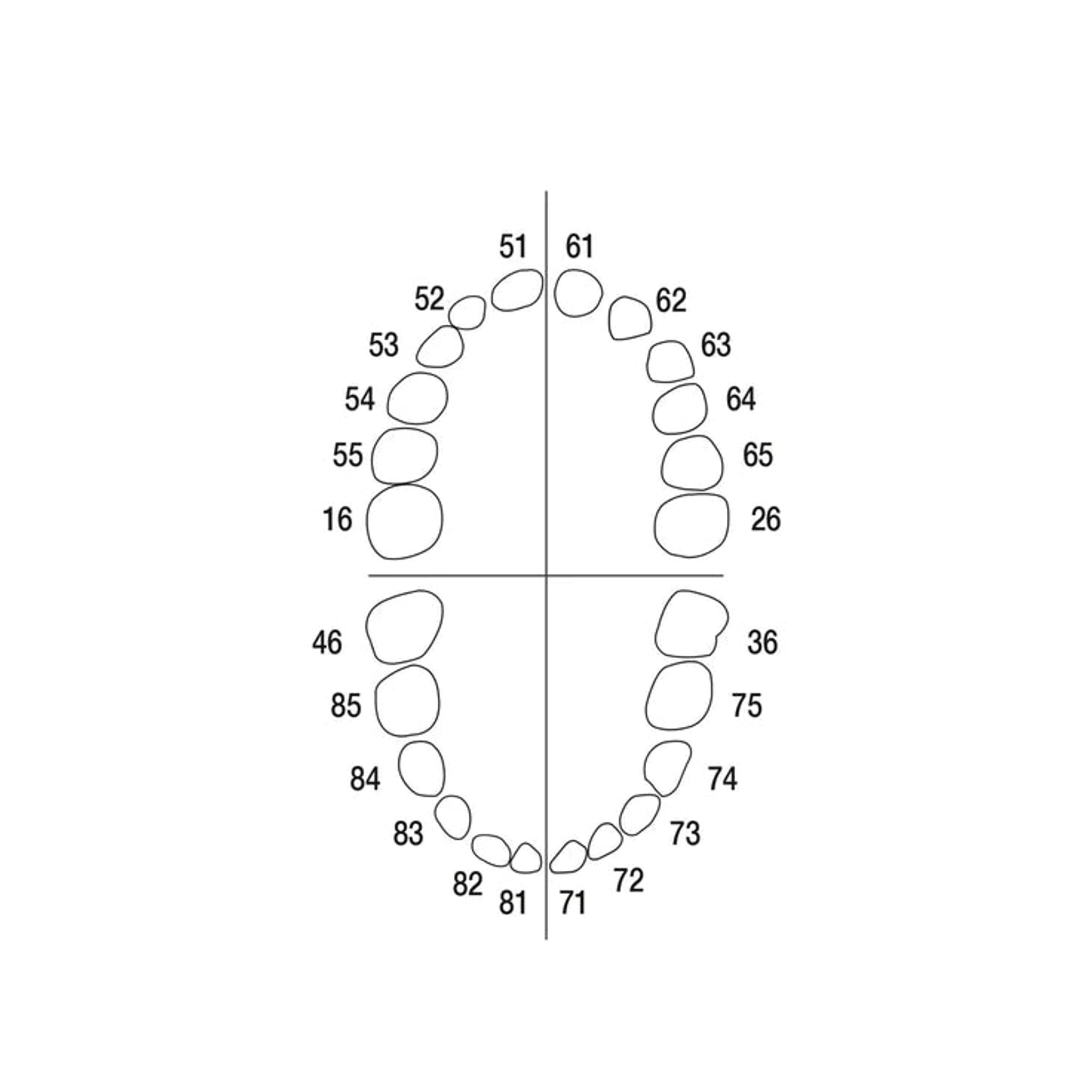 Milchzähne <br> AK-6 ZE