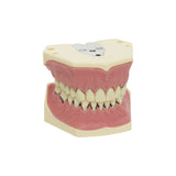 Dental models<br> Frasaco/KaVo<br> Rent