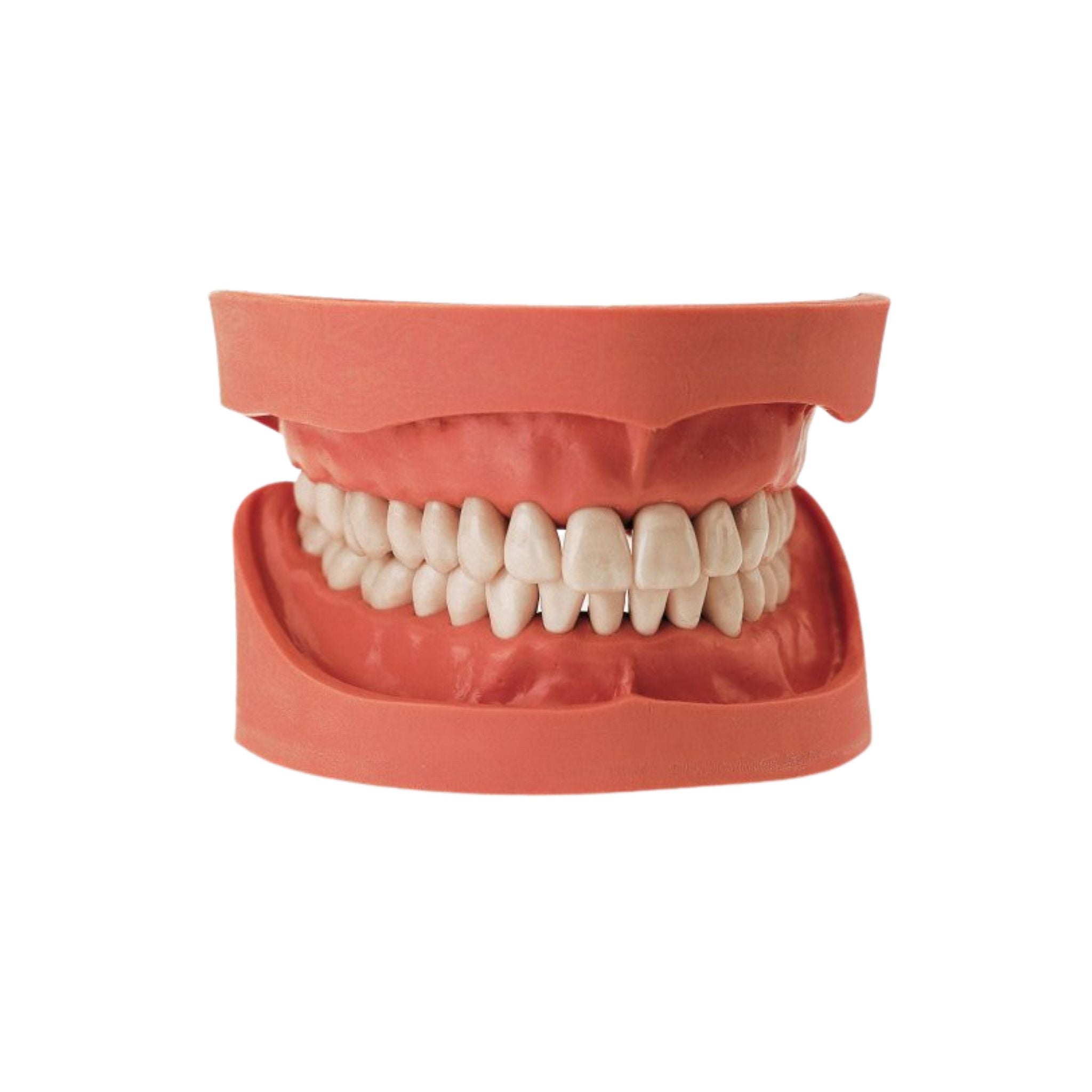 Dental models<br> Frasaco/KaVo<br> Rent