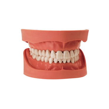Dental models<br> Frasaco/KaVo<br> Rent