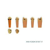 Zweischicht-Zähne mit Karies <br> ZSDK 301 V1 | Frasaco