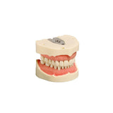 Dental models<br> Frasco
