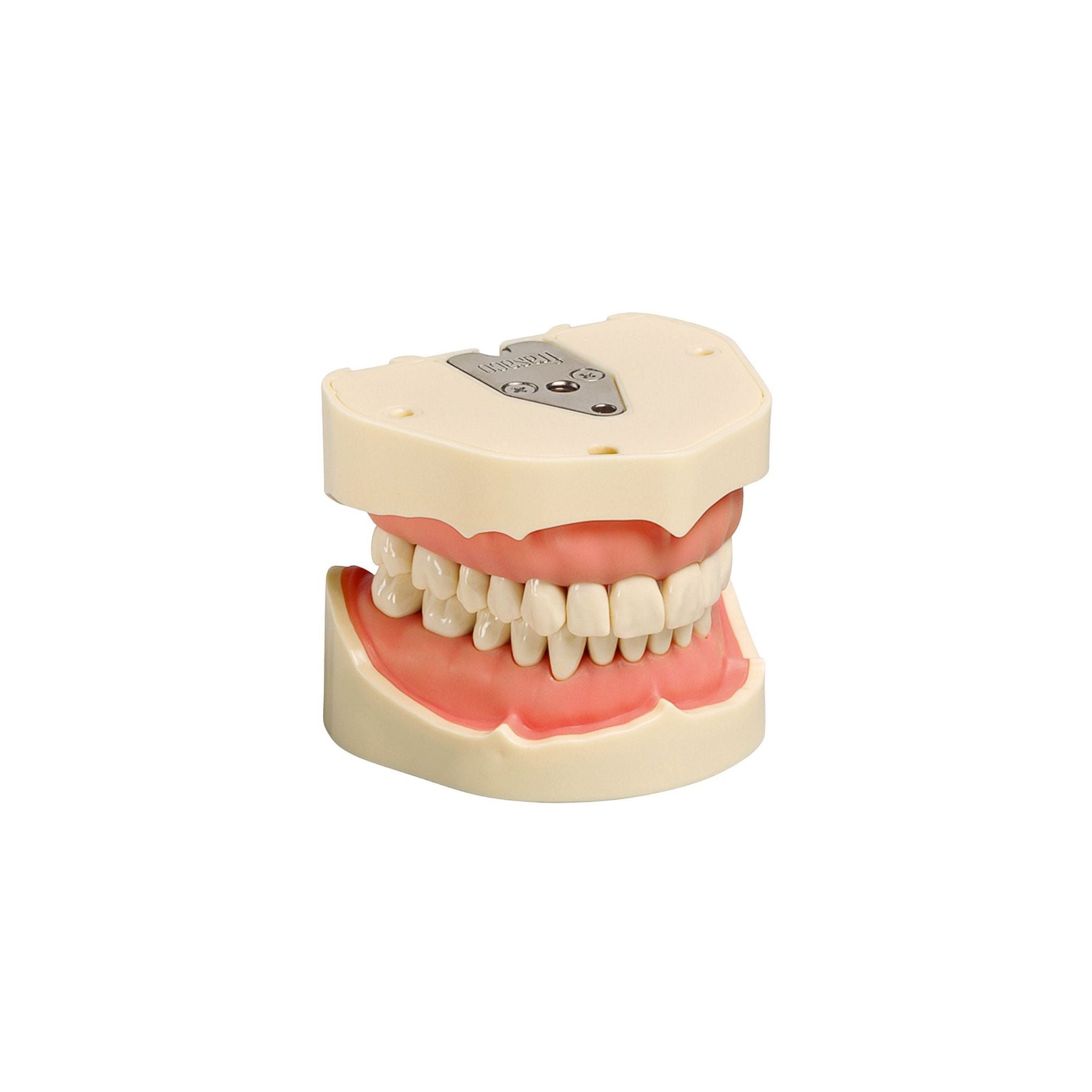 Dental models<br> Frasco