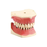Zahnmodelle Parodontologie <br> A-PB | A-PB OC | A-PZ
