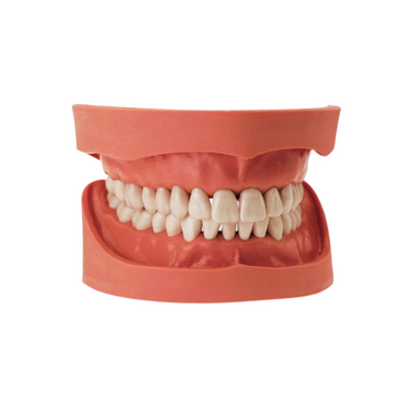 Dental models<br> Frasaco/KaVo<br> Rent