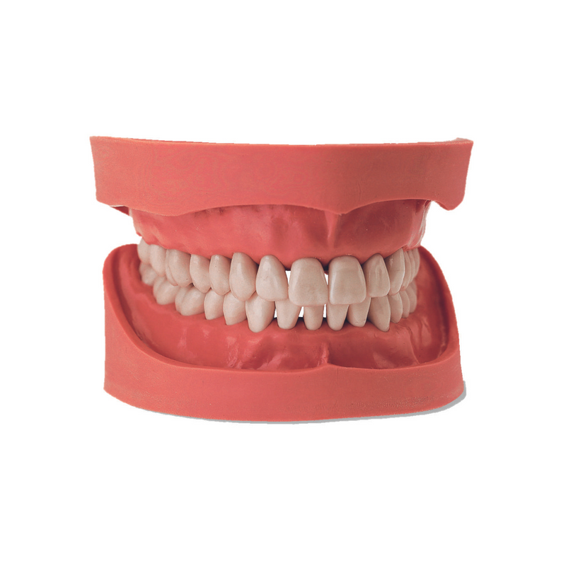 Dental models<br> Simulator models<br> KaVo