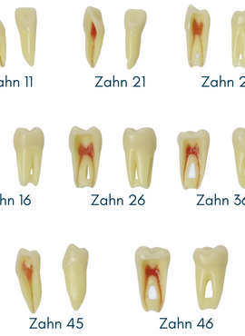 Endodontie-Zähne mit anatomischen Wurzeln <br> Z3RN