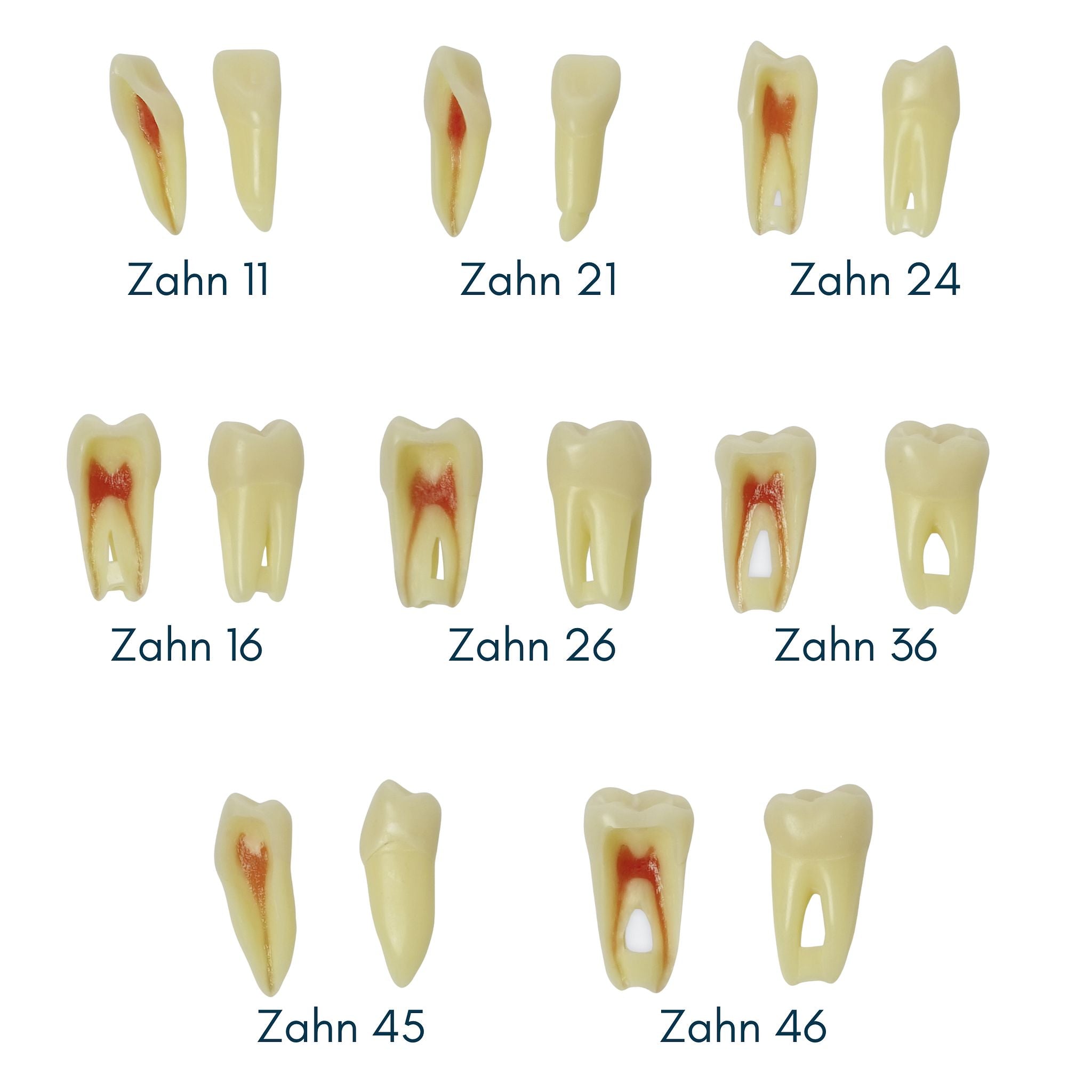 Endodontic teeth with anatomical roots<br> Z3RN