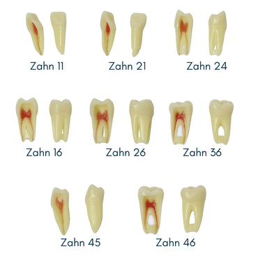 Endodontie-Zähne mit anatomischen Wurzeln <br> Z3RN