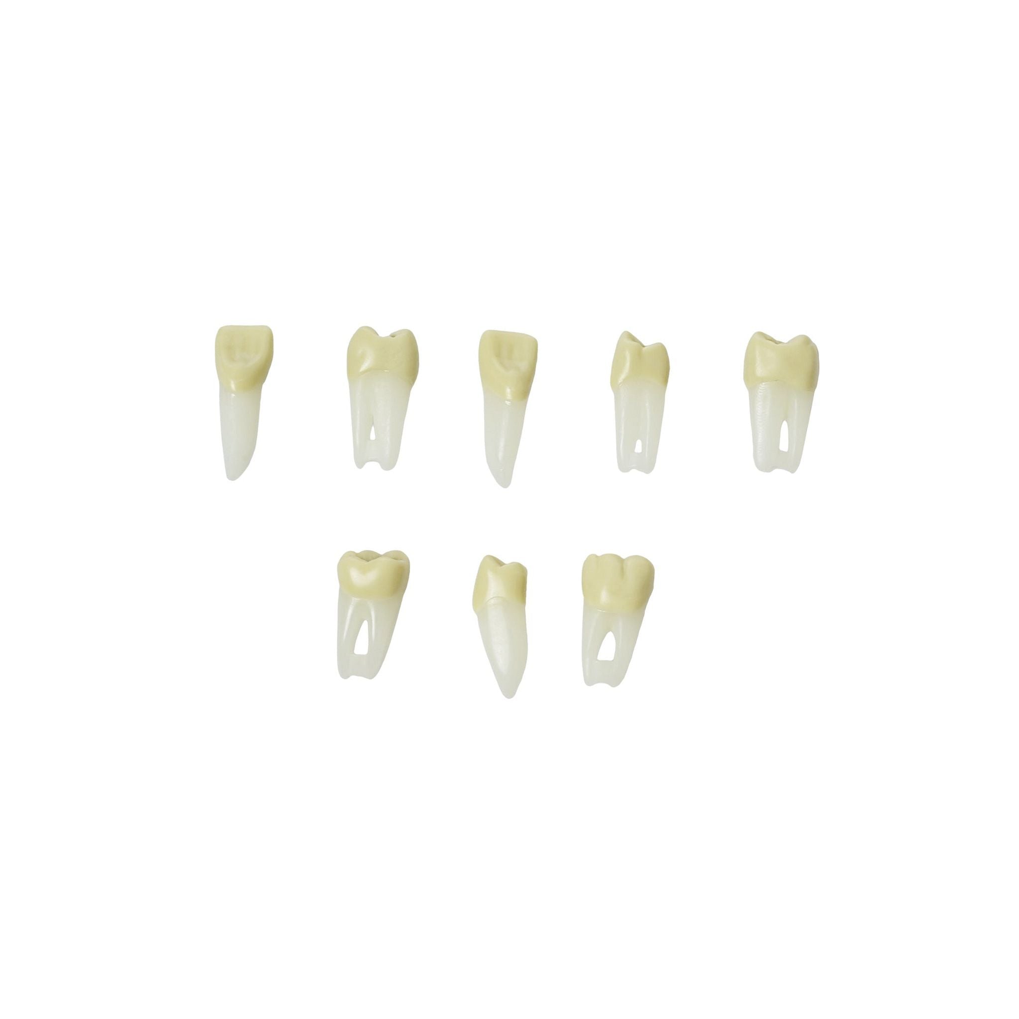 Endodontic teeth with anatomical roots<br> ZPURN