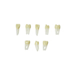 Endodontie-Zähne mit anatomischen Wurzeln <br> ZPURN