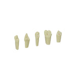 Endodontie-Zähne mit Guttapercha <br> ZEE
