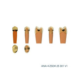 Zweischicht-Zähne mit Karies <br> ZSDK 301 V1 | Frasaco