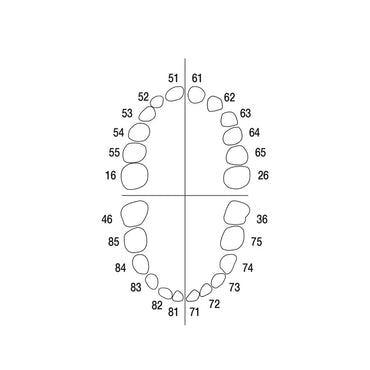 Milk teeth<br> AK-6 ZE