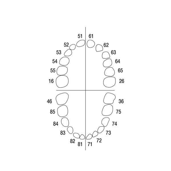 Milchzähne <br> AK-6/2 ZE