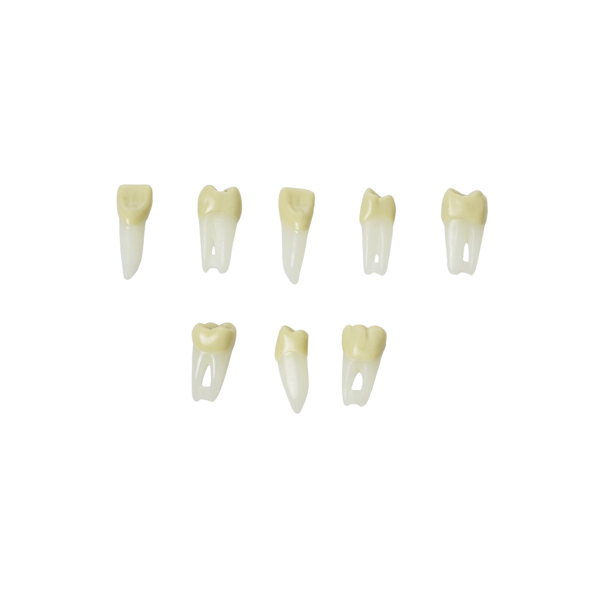 Endodontie-Zähne mit anatomischen Wurzeln <br> ZPURN