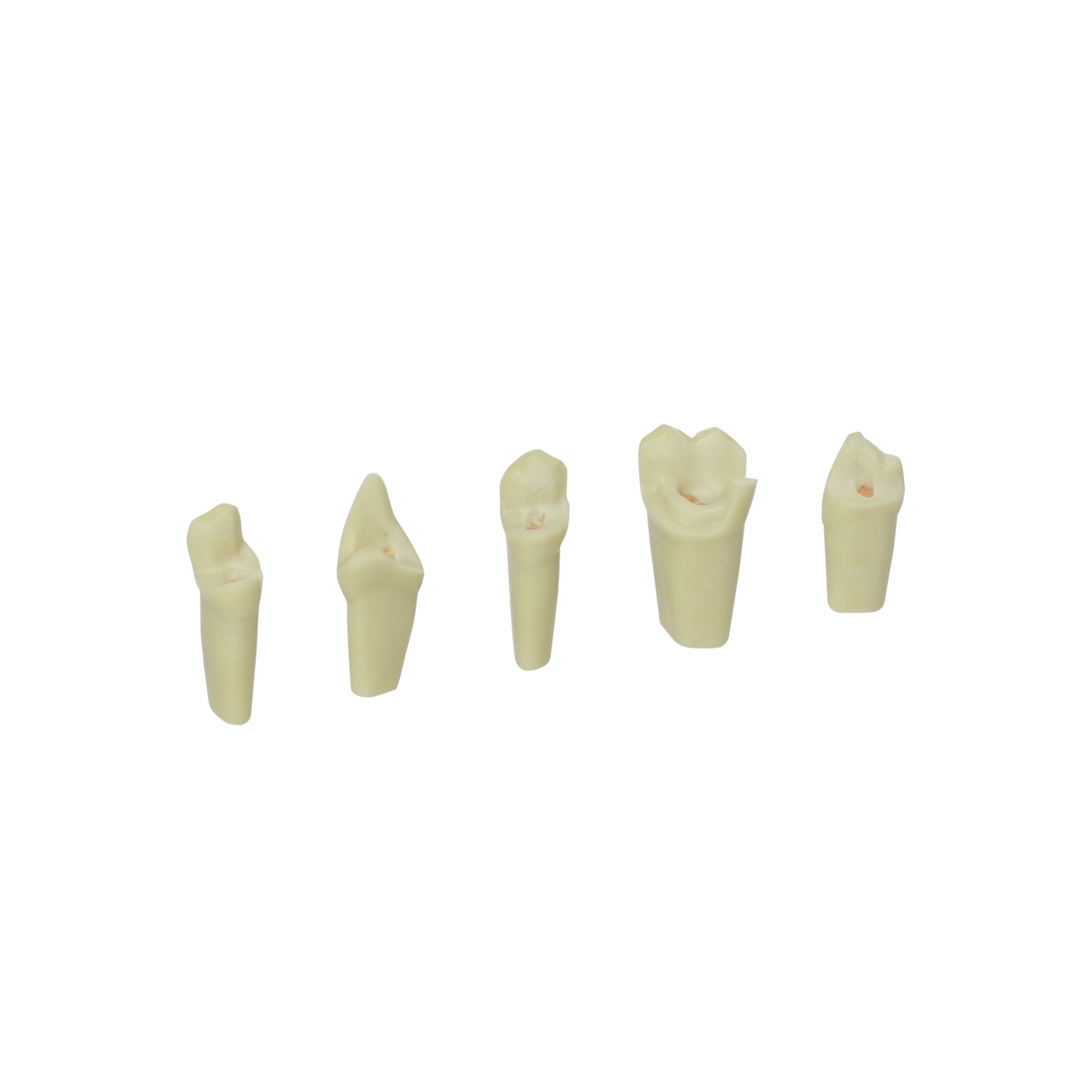 Endodontic teeth with gutta-percha<br> ZEE