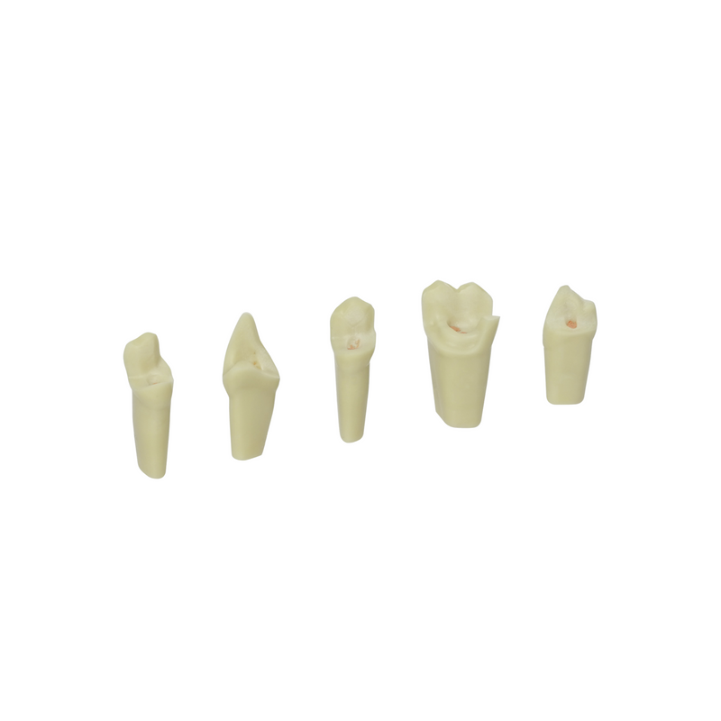Endodontie-Zähne mit Guttapercha <br> ZEE