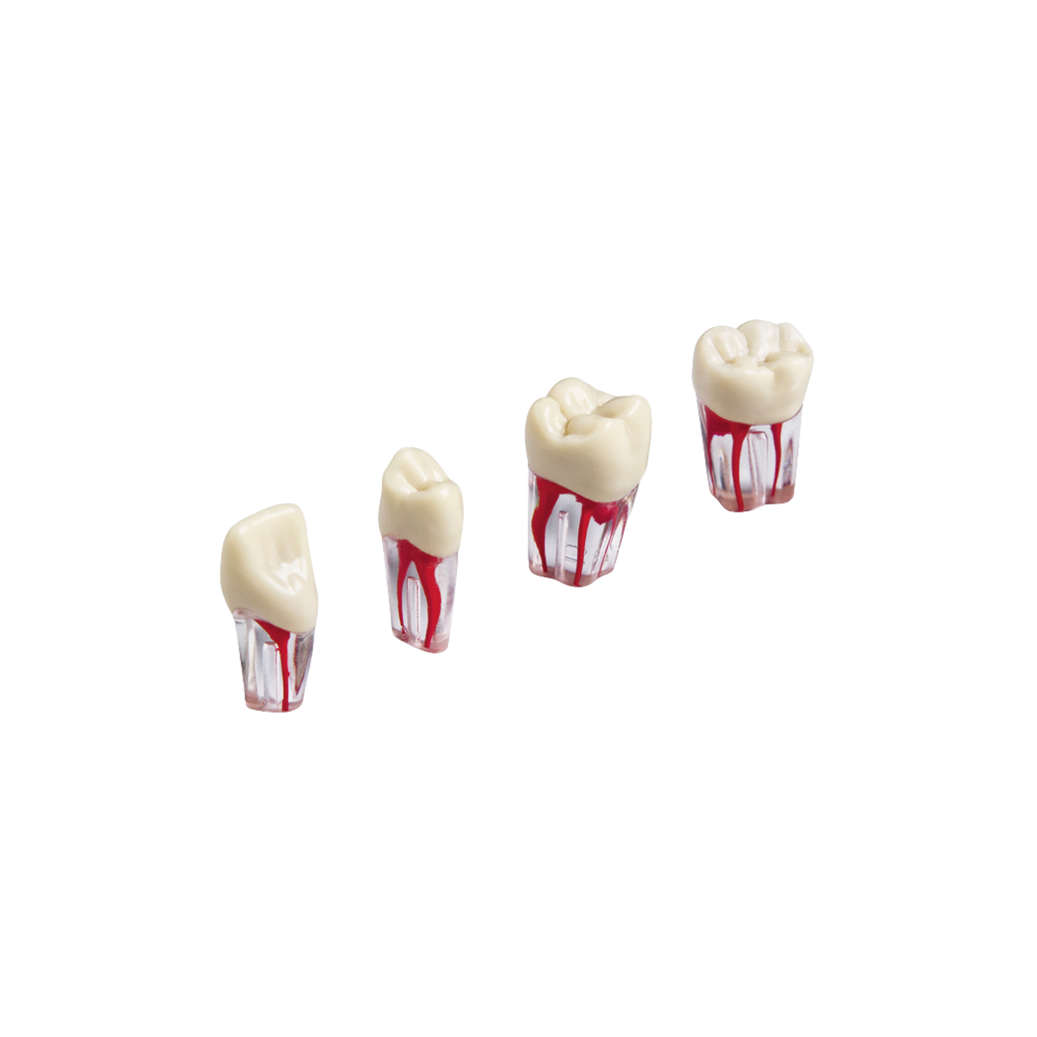 Endodontic teeth with transparent roots<br> ZPUK