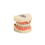 Dental models<br> Frasco