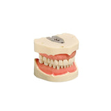 Dental models<br> Frasaco/KaVo<br> Rent