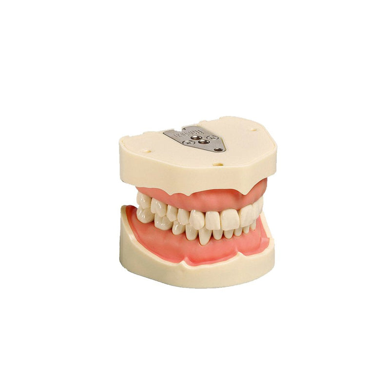 Dental models<br> Frasaco/KaVo<br> Rent