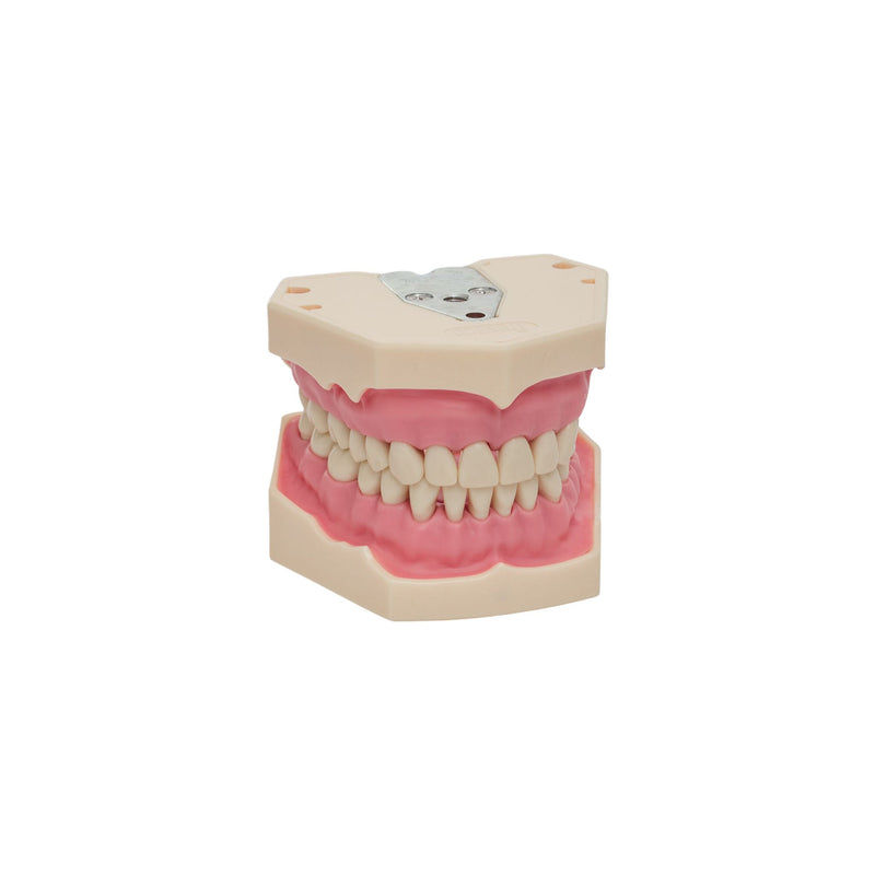 Dental models<br> Frasco