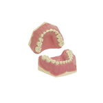 Children's tooth model<br> AK-6/2