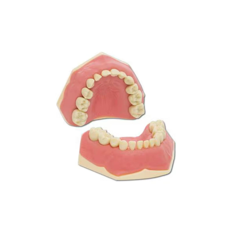 Children's tooth model<br> AK-6