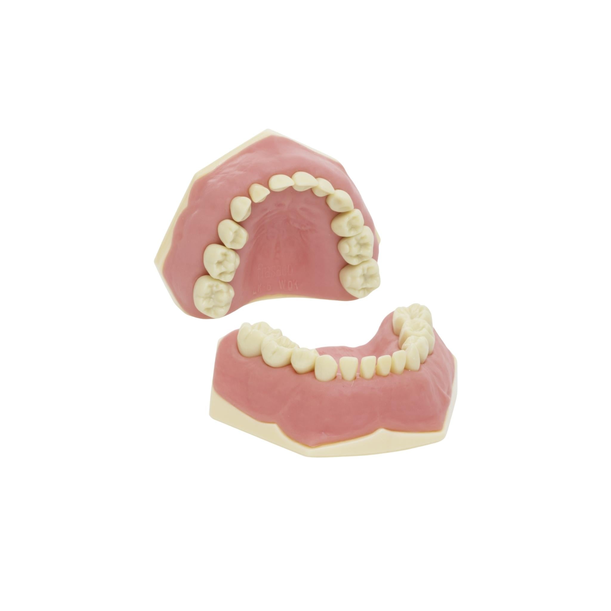 Children's tooth model<br> AK-6